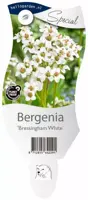Bergenia 'Bressingham White' (Schoenlappersplant) - afbeelding 1