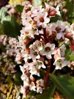 Bergenia 'Bressingham White' (Schoenlappersplant) - afbeelding 2