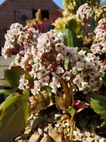 Bergenia 'Bressingham White' (Schoenlappersplant) - afbeelding 3