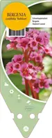 Bergenia Cordifolia Rotblum (Schoenlappersplant) - afbeelding 1