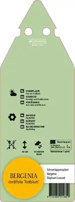 Bergenia Cordifolia Rotblum (Schoenlappersplant) - afbeelding 2