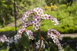 Bergenia cordifolia (Schoenlappersplant) - afbeelding 4