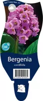 Bergenia cordifolia (Schoenlappersplant) - afbeelding 1