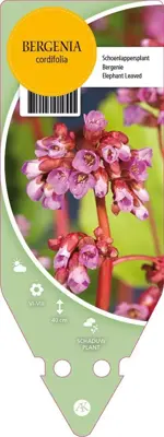 Bergenia Cordifolia (Schoenlappersplant) - afbeelding 1