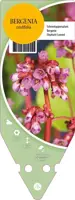 Bergenia Cordifolia (Schoenlappersplant) - afbeelding 1