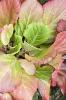 Bergenia cordifolia (Schoenlappersplant) - afbeelding 2