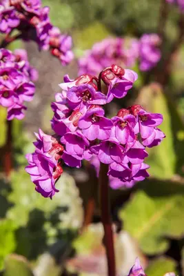 Bergenia cordifolia (Schoenlappersplant) - afbeelding 5