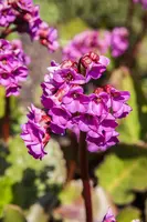 Bergenia cordifolia (Schoenlappersplant) - afbeelding 5