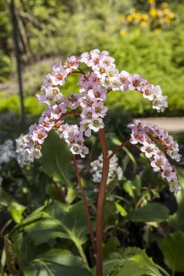 Bergenia cordifolia (Schoenlappersplant) - afbeelding 6