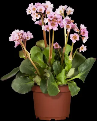 Bergenia cordifolia (Schoenlappersplant) - afbeelding 7