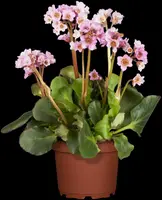 Bergenia cordifolia (Schoenlappersplant) - afbeelding 7
