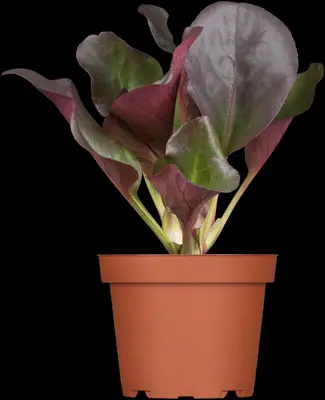 Bergenia cordifolia (Schoenlappersplant) - afbeelding 3
