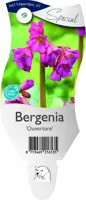 Bergenia 'Ouverture' (Schoenlappersplant) - afbeelding 1