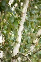 Betula utilis 'Doorenbos' (Witte himalayaberk 'Doorenbos') - afbeelding 3