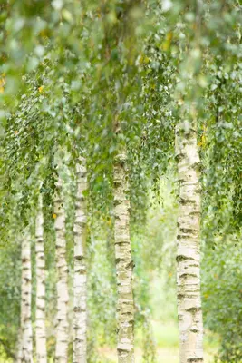 Betula utilis 'Doorenbos' (Witte himalayaberk 'Doorenbos') - afbeelding 12