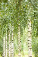 Betula utilis 'Doorenbos' (Witte himalayaberk 'Doorenbos') - afbeelding 12