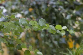 Betula utilis 'Doorenbos' (Witte himalayaberk 'Doorenbos') - afbeelding 1
