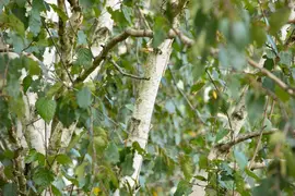 Betula utilis 'Doorenbos' (Witte himalayaberk 'Doorenbos') - afbeelding 2