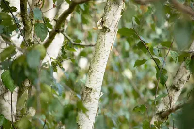 Betula utilis 'Doorenbos' (Witte himalayaberk 'Doorenbos') - afbeelding 4