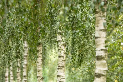 Betula utilis 'Doorenbos' (Witte himalayaberk 'Doorenbos') - afbeelding 5