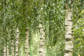 Betula utilis 'Doorenbos' (Witte himalayaberk 'Doorenbos') - afbeelding 5