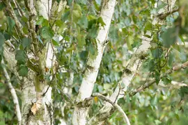 Betula utilis 'Doorenbos' (Witte himalayaberk 'Doorenbos') - afbeelding 6