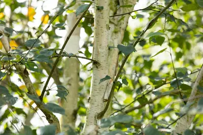 Betula utilis 'Doorenbos' (Witte himalayaberk 'Doorenbos') - afbeelding 7