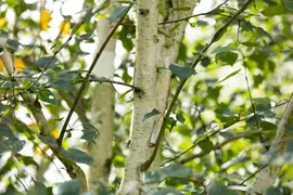 Betula utilis 'Doorenbos' (Witte himalayaberk 'Doorenbos') - afbeelding 7