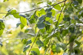 Betula utilis 'Doorenbos' (Witte himalayaberk 'Doorenbos') - afbeelding 8