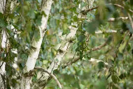 Betula utilis 'Doorenbos' (Witte himalayaberk 'Doorenbos') - afbeelding 9