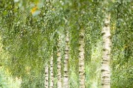 Betula utilis 'Doorenbos' (Witte himalayaberk 'Doorenbos') - afbeelding 10