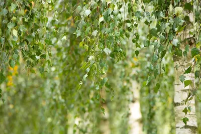 Betula utilis 'Doorenbos' (Witte himalayaberk 'Doorenbos') - afbeelding 11