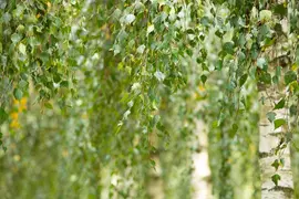 Betula utilis 'Doorenbos' (Witte himalayaberk 'Doorenbos') - afbeelding 11