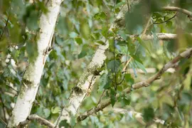 Betula utilis 'Doorenbos' (Witte himalayaberk 'Doorenbos') - afbeelding 13