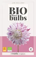 Bio dahlia avignon 1 stuks - afbeelding 1