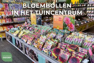 Bio dahlia bilbao 1 stuks - afbeelding 2