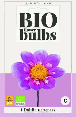 Bio dahlia hartenaas 1 stuks - afbeelding 1