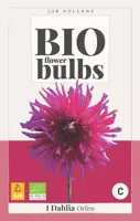 Bio dahlia orfeo 1 stuks - afbeelding 1