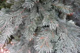 Black Box Trees Abington grote kunstkerstboom blauwgroen 230cm - afbeelding 2