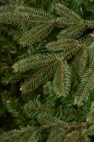 Black Box Trees frasier self shaping kunstkerstboom 145x215 cm groen - afbeelding 2