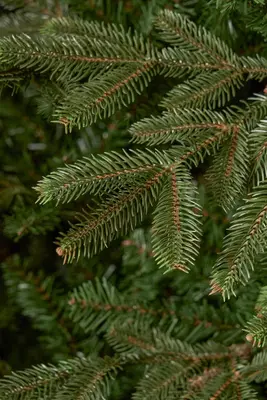 Black Box Trees frasier self shaping kunstkerstboom 161x260 cm groen - afbeelding 2