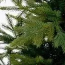 Black Box Trees Grimshaw kunstkerstboom groen 230cm - afbeelding 2