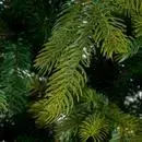 Black Box Trees Grimshaw kunstkerstboom groen 230cm - afbeelding 3