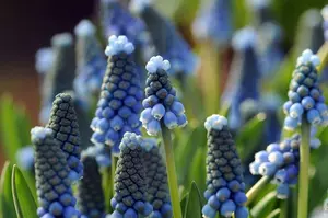 Blauwe druifjes