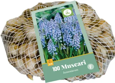 Blauwe druifjes Muscari armeniacum 100 stuks - afbeelding 2