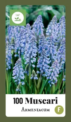 Blauwe druifjes Muscari armeniacum 100 stuks - afbeelding 1