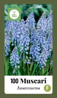 Blauwe druifjes Muscari armeniacum 100 stuks kopen?