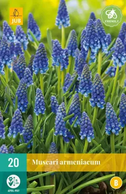 Blauwe druifjes Muscari armeniacum 20 stuks - afbeelding 1