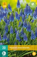 Blauwe druifjes Muscari armeniacum 20 stuks kopen?