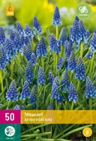 Blauwe druifjes Muscari armeniacum 50 stuks - afbeelding 2
